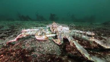 巨大的帝王蟹在巴伦支海寻找食物。